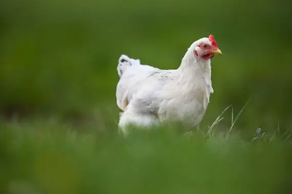 Avoir des poules, ça coûte combien?