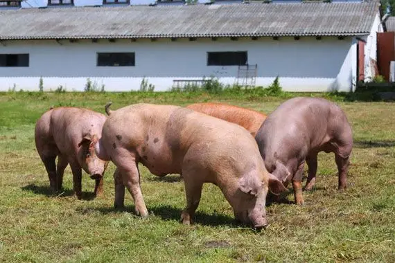Suspension des importations de porc: la Banque Nationale fléchit