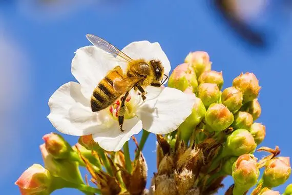 COP15: protéger l'environnement, c’est payant