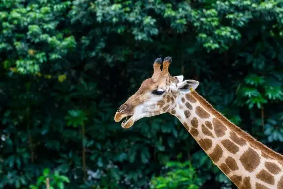 Soyez la girafe du monde des affaires!