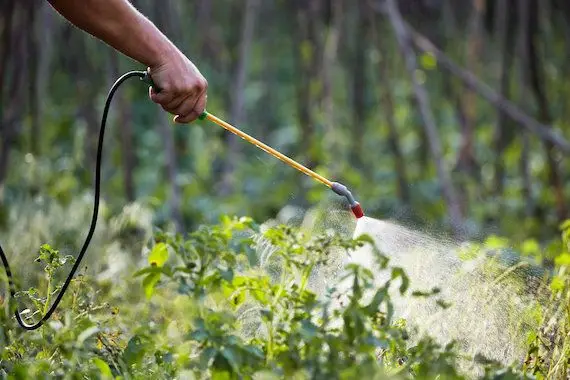 Appel à bannir les pesticides dans les villes