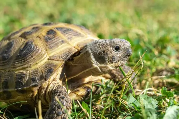 Rapide comme une tortue!