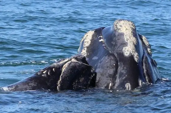 Engins de pêche perdus: Merinov a conçu un prototype