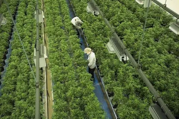 L’entreprise de cannabis Canopy Growth remercie 800 travailleurs