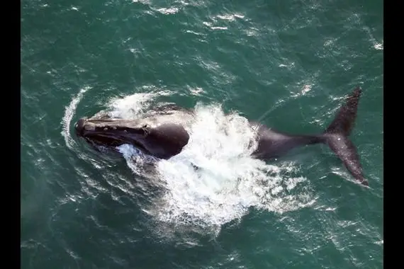 Technologie québécoise à la rescousse des baleines noires