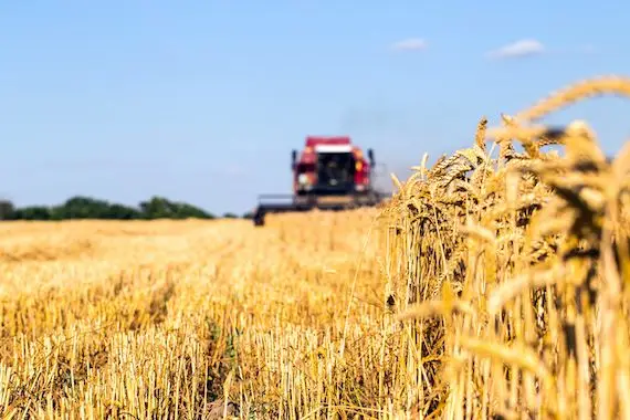 Production de blé: l’USDA revoit à la baisse ses prévisions