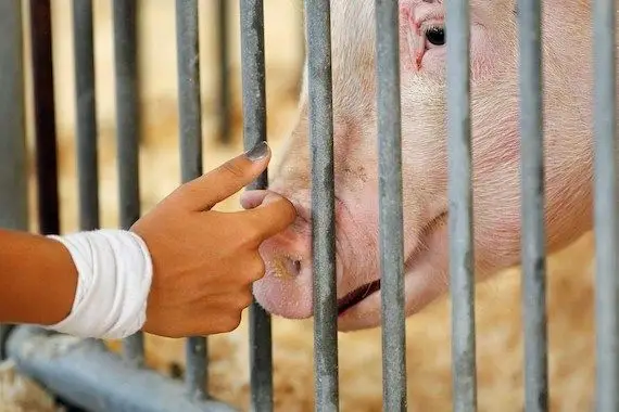 Olymel: les éleveurs de porcs demandent à Legault d’intervenir