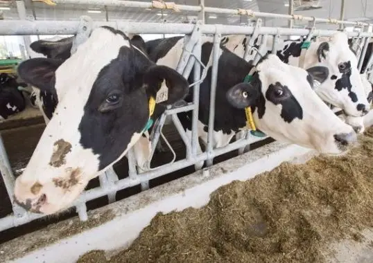Marché laitier: Ottawa se réjouit d’une victoire contre les É-U
