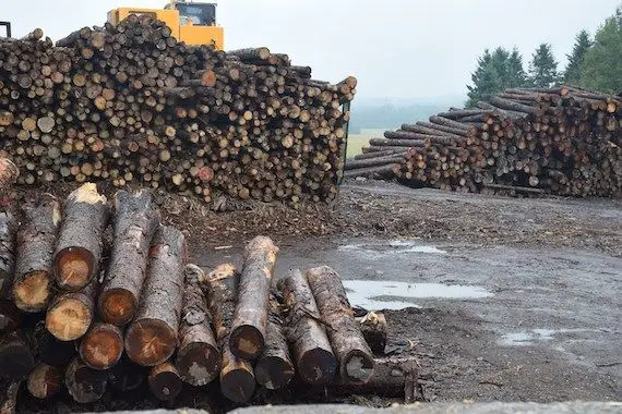 Québec entreprendra une vaste réflexion sur l'avenir des forêts