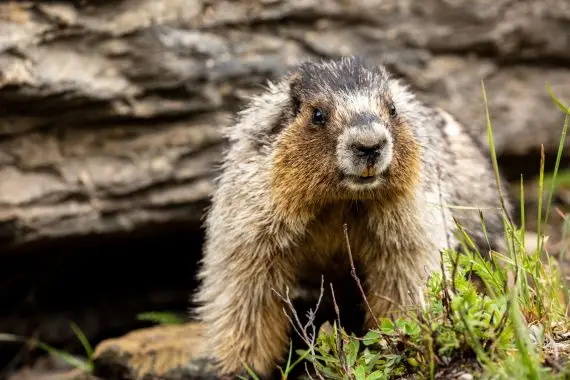 Les marmottes ont prédit un printemps immobilier hâtif