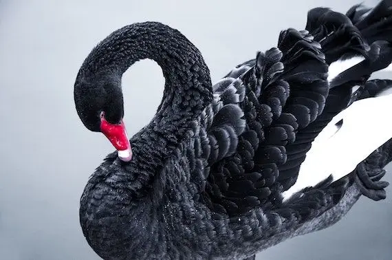 Le «black swan» du dirigeant