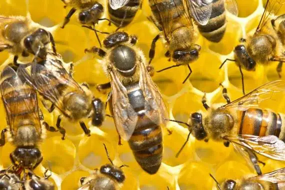 Les entrepreneurs devraient s'inspirer des abeilles