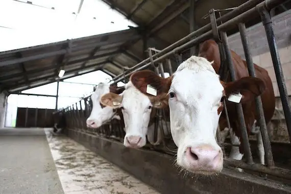 L’industrie laitière s’adapte à sa nouvelle réalité