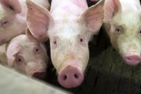 Les Éleveurs de porcs dénoncent la réduction d’achats par Olymel