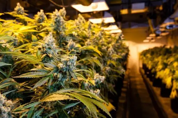 Le cannabis américain bouge «relativement modestement»
