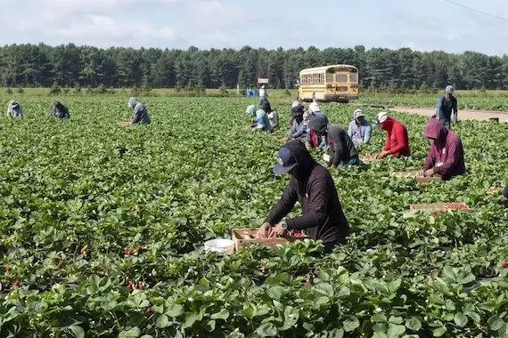 Travailleurs étrangers: des agriculteurs interpellent Trudeau