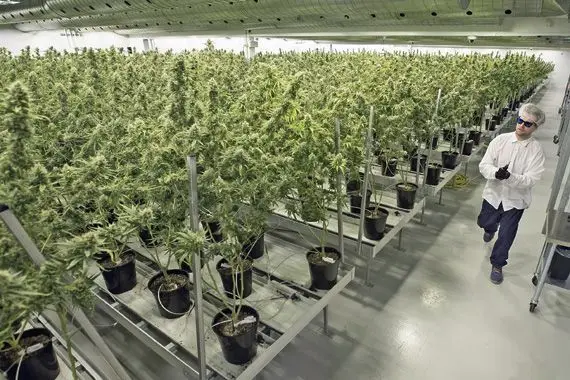 Des résidants se plaignent de l’odeur de production du cannabis