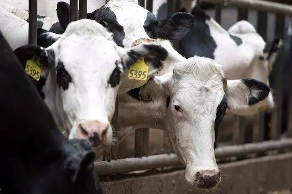 Canada: hausse de 8,4% du prix du lait à la ferme ce mardi