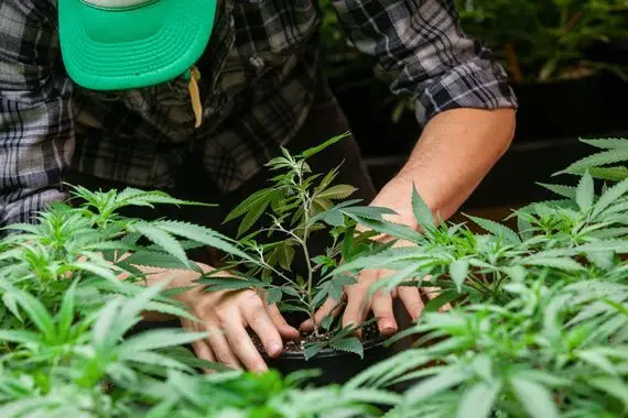 Des producteurs de cannabis attendent pour cultiver en plein air