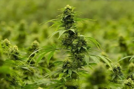 L’industrie du cannabis croîtra de manière fulgurante d’ici 5 ans