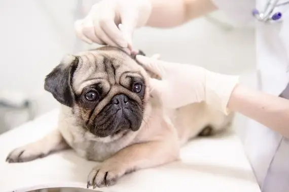 Médecine vétérinaire: un secteur d’innovation qui a du chien