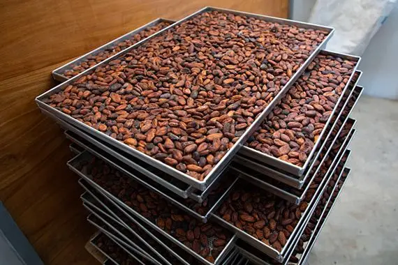 Cacao ivoirien: hausse record de 50% du prix d’achat