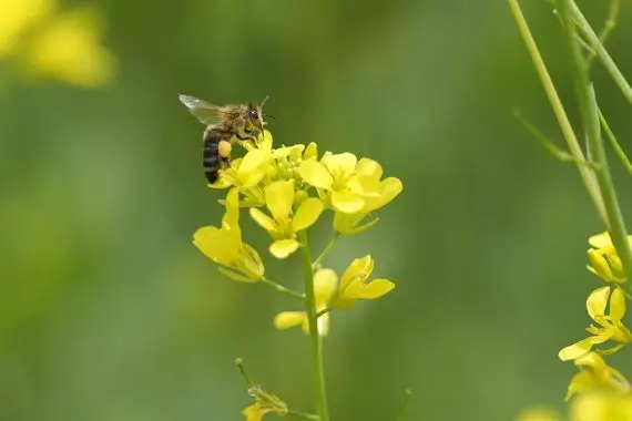 Les changements climatiques menacent les pollinisateurs