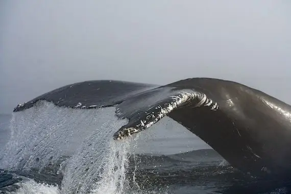 Protéger des baleines grâce à l’IA: Whale Seeker obtient 850 000$