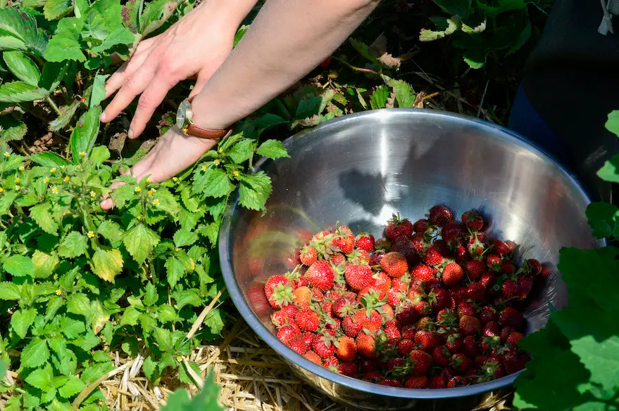 Les changements climatiques menaceraient les récoltes de fraises