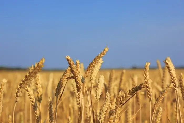 Les prix alimentaires mondiaux ont marqué le pas en juin grâce au tassement des céréales