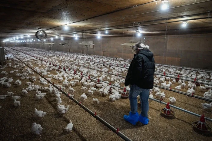 La grippe aviaire a laissé des séquelles aux producteurs du Québec
