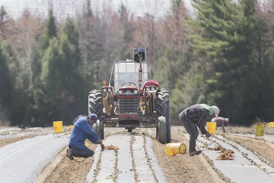 Un rapport compare les travailleurs étrangers du Canada à des esclaves modernes