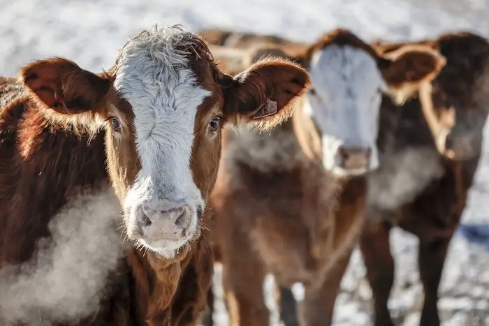 L'embargo chinois sur le boeuf canadien persiste encore après trois ans