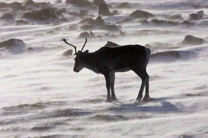 Caribou: Guilbeault fait miroiter beaucoup d'argent