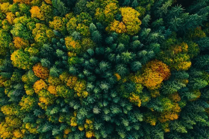 Plus d’un tiers des espèces d’arbres de la planète menacé d’extinction