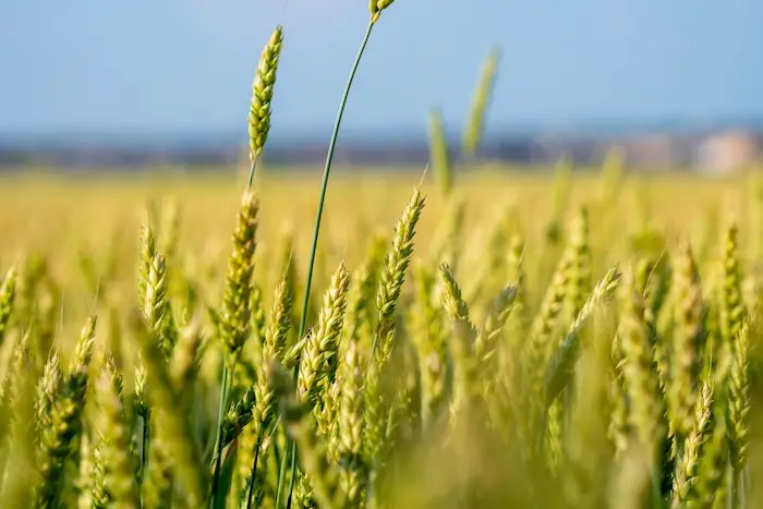 Le Canada deviendra le troisième exportateur mondial de blé