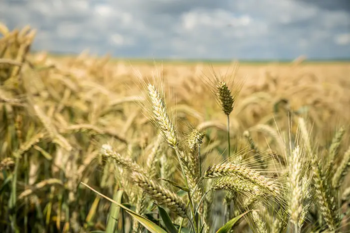 L’effet Trump et la météo, le cocktail qui bouscule les cours des céréales