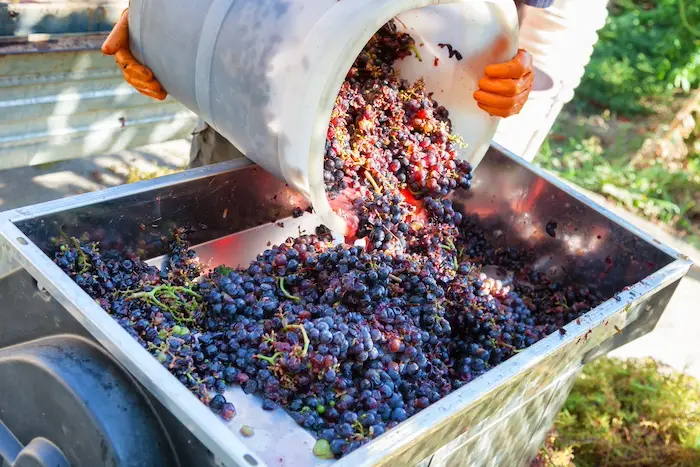 La production mondiale de vin attendue au plus bas depuis 1961